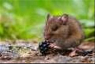 חולדות מזהות מרקמים על-ידי מישוש עם השפם