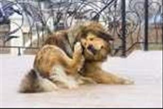 אלרגיות בכלבים וחתולים