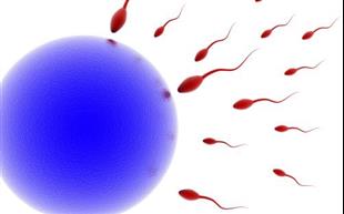 טיפולי פוריות - מתי לעשות בדיקת DNA?