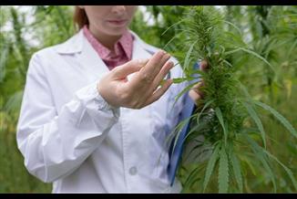 לדייק את הטיפול בקנאביס רפואי: אלה המאפיינים שמשפרים את הטיפול