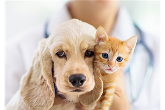 עד כמה הכלב שלך מבין אותך?