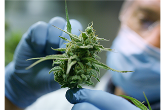 רפורמת הקנאביס: מה היה אז ומה קורה היום בישראל?