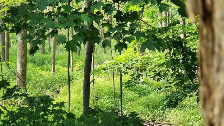 יער ירוק, דמיון מודרך